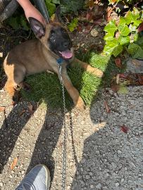 Cucciolo di Pastore Belga