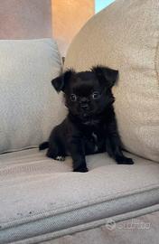 Chihuahua cucciolo nero a pelo lungo