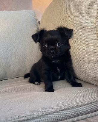 Chihuahua cucciolo nero a pelo lungo