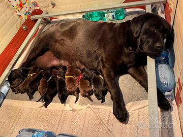 Cuccioli Labrador Retriever neri e chocolate