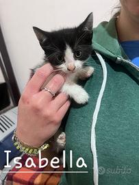Isabella gattina 2 mesi