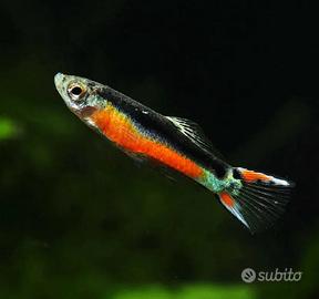 Pesci endler santamaria