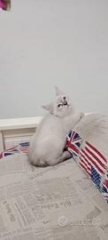 Ultimo cucciolo di gatto siberiano disponibile