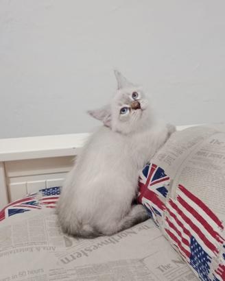 Ultimo cucciolo di gatto siberiano disponibile