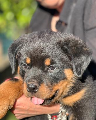 Rottweiler