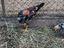 Immagine 4