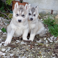 Siberian Husky pedigree Enci