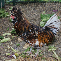 Gallo padovano