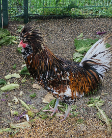 Gallo padovano