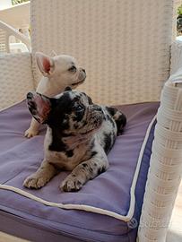Cuccioli bulldog francese