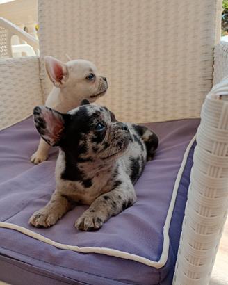 Cuccioli bulldog francese