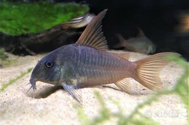 Corydoras pesci acquario