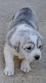 Maschio di Pastore Asia Centrale ALABAI PEDIGREE