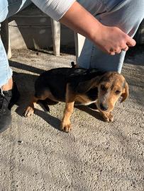 Cuccioli da tartufo