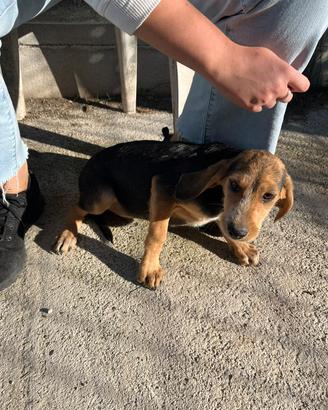 Cuccioli da tartufo