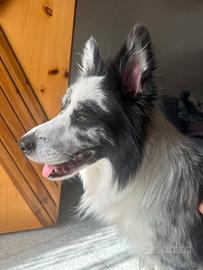 Border Collie Blue Merle maschio 2 anni