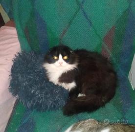 Scottish Fold pelo semilungo cucciolo