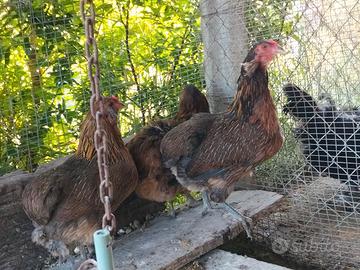 Araucana