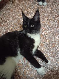 Maine Coon Tuxedo XXL