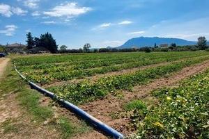Terreno agricolo sulla SS 18 santa cecilia di Ebol