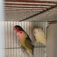 Inseparabili roseicollis