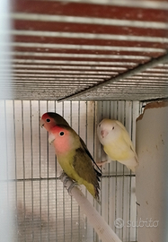 Inseparabili roseicollis