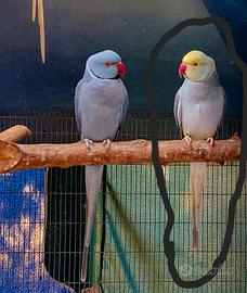parrocchetto dal collare cleartail 