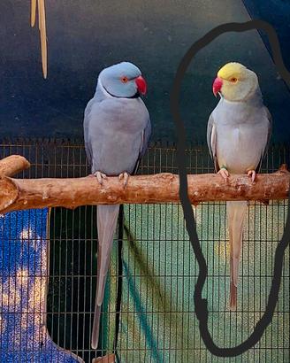 parrocchetto dal collare cleartail 