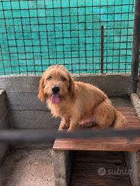 Basset fauve de bretagne