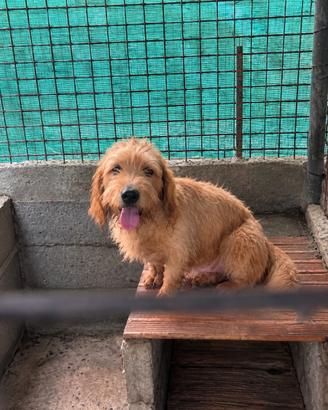 Basset fauve de bretagne