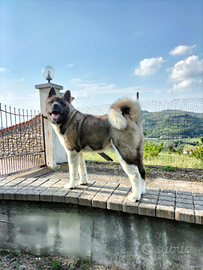 Akita americano maschio per monta