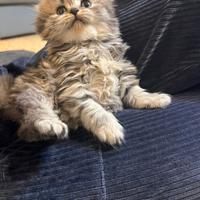 Scottish-fold
