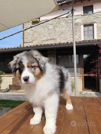 Cuccioli Pastore Australiano