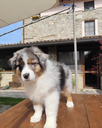 Cuccioli Pastore Australiano