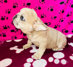 Cucciolo di bulldog francese