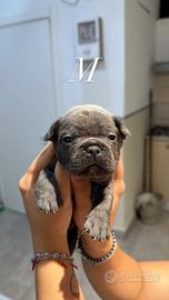 Cuccioli bull dog francese