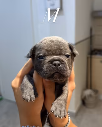 Cuccioli bull dog francese