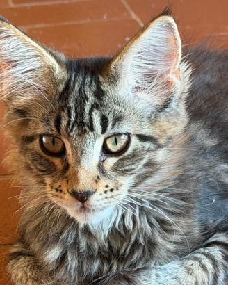 Maine coon 3 mesi