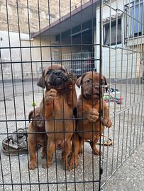 Dogue de bordeaux