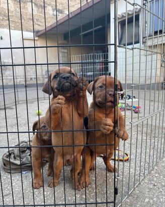 Dogue de bordeaux