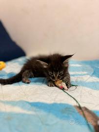Cucciola di Maine Coon