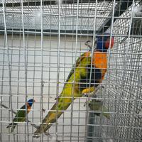 Lori arcobaleno