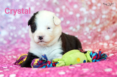 Cuccioline di Yakutian Laika