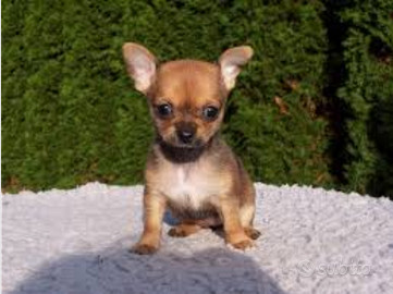 Micro cuccioli di chihuahua toy