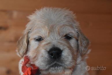 ULTIMA CUCCIOLA Golden Retriever