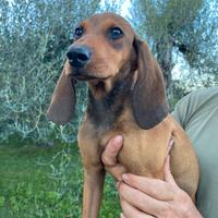 Cuccioli segugi italiani