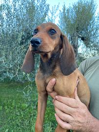 Cuccioli segugi italiani