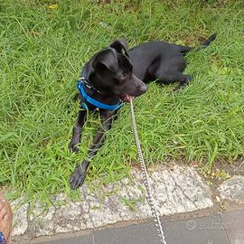 Cagnolino