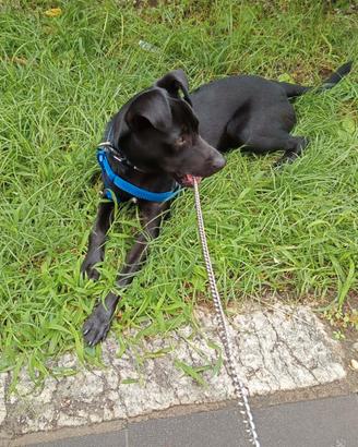 Cagnolino