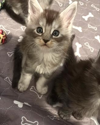 Maine coon cuccioli